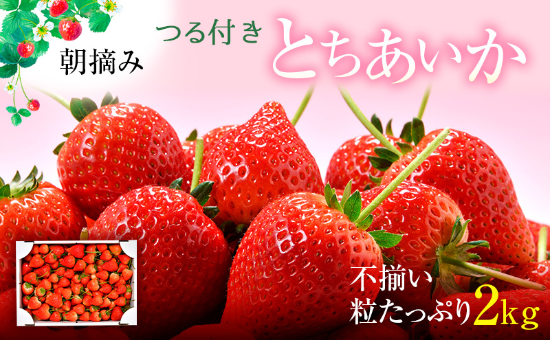 
            とちあいか不揃い粒たっぷり2kg（家庭用、ジャム・冷凍など加工用にもおすすめ）【発送期日】2025年5月中旬～5月下旬頃 果物 いちご 朝取り 新鮮 美味しい ハート 甘い[№5840-2428]　※2025年5月中旬～5月下旬頃に順次発送予定
          