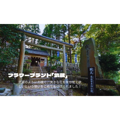 武蔵シクラメン18cm　1鉢【配送不可地域：離島・北海道・沖縄県】