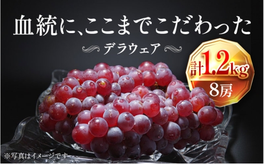 【2026年先行予約】苗から厳選 デラウェア1.2kg(8房) 6月下旬～7月中旬発送 特選 期間限定 大粒 ぶどう ブドウ フルーツ 果物 くだもの おすすめ