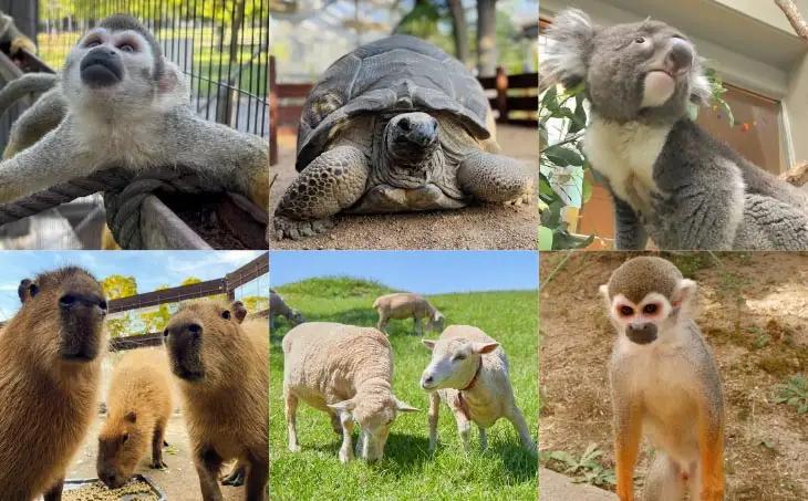 【イングランドの丘】動物サポーター《サポータープラン》