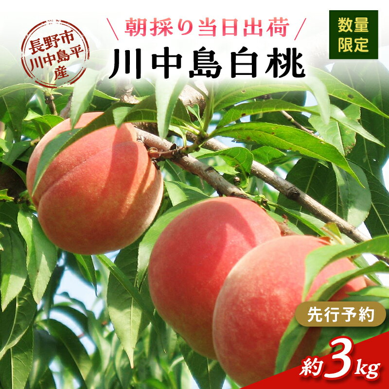 【ふるさと納税】【先行予約】【数量限定】【朝採り当日出荷】信州・長野市川中島平産 もも「川中島白桃」約3kg（8～10玉） 2026年8月20日前後より順次発送　お届け：2026年8月下旬～8月下旬まで
