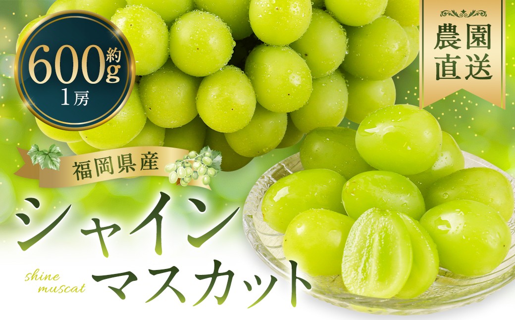 
                  シャインマスカット 農園直送｜収穫当日発送・アフター保証 約600g （1房）　【2026年10月上旬迄発送予定】福岡県産 フルーツ ぶどう
                