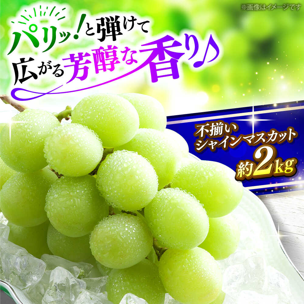 【ふるさと納税】【先行予約】 シャインマスカット 訳あり (約2kg/4から5房)＜9月上旬頃から順次発送＞ ぶどう マスカット 数量限定 期間限定 葡萄 フルーツ 果物 くだもの 家庭用 自宅用 不揃い 人気 おいしい 産地直送 送料無料 広島 三次市 / 黒瀬ぶどう園[APAB009]