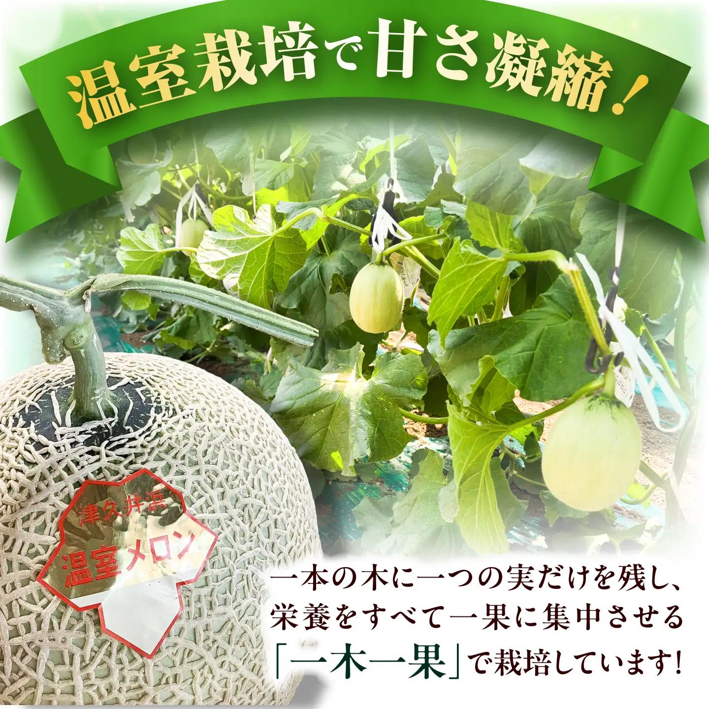 【数量限定30セット】神奈川県産 津久井浜 温室メロン アールスメロン 大玉 糖度16度前後 約2.0kg以上 1玉【小林マルモ農園】[AKJG001]