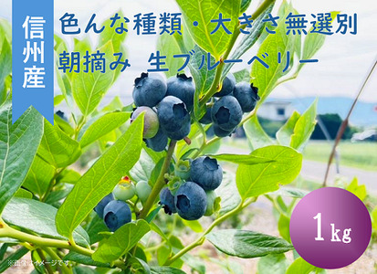 3901 信州産 新鮮朝摘み 色んな種類の大粒生ブルーベリー 1kg