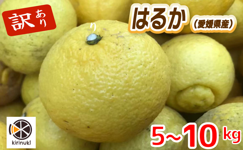 
            【2月上旬から発送予定】訳あり はるか 5キロ（ 約20～25個 ）/10キロ（ 約50～60個）|  はるか みかん 訳あり 柑橘  みかん 訳あり 柑橘  みかん 訳あり 柑橘 5kg 愛媛県 松山市
          