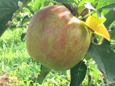 【2026年先行予約】夏のりんご サンつがる 約5㎏ ｜ りんご