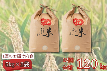 【定期便12回】三瀬村産「コシヒカリ」5kg×2袋 お米 白米 精米 ：C389-004