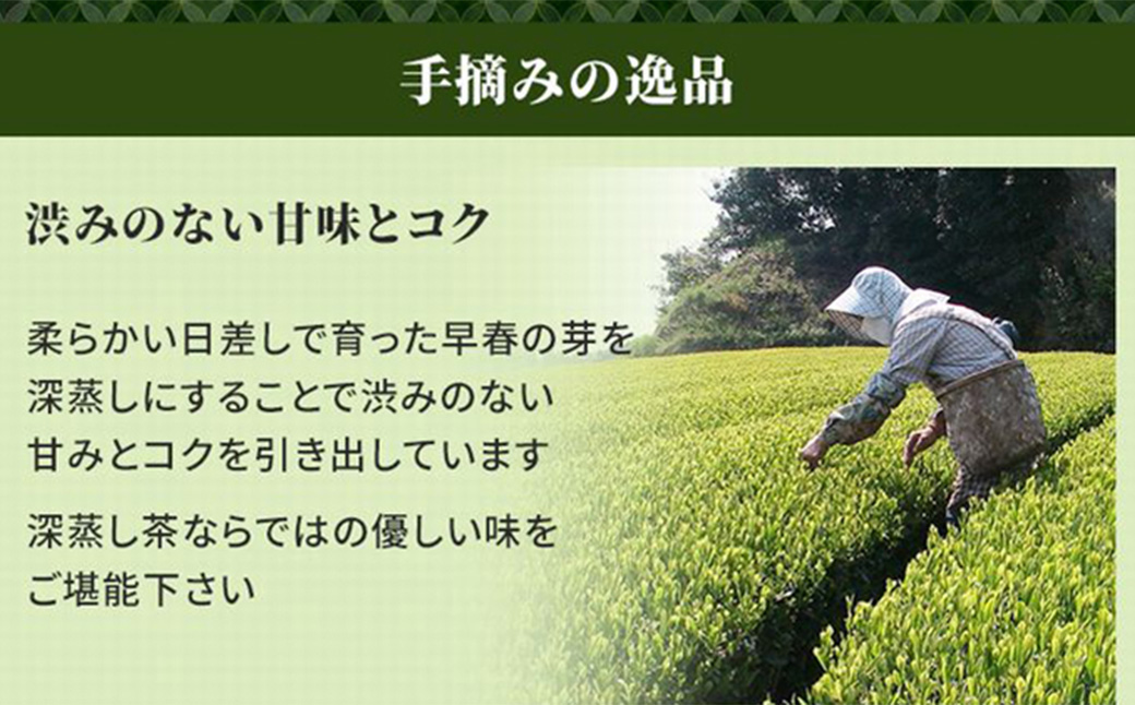 【かえで缶】学生さん達と考えた深蒸し茶ギフトセット！ 絵柄が選べる200g缶 （200g×2缶 計400g）！ センスが光るオシャレな茶缶セット！ 茶 茶缶 緑茶 深蒸し茶 静岡緑茶 日本茶 贈答