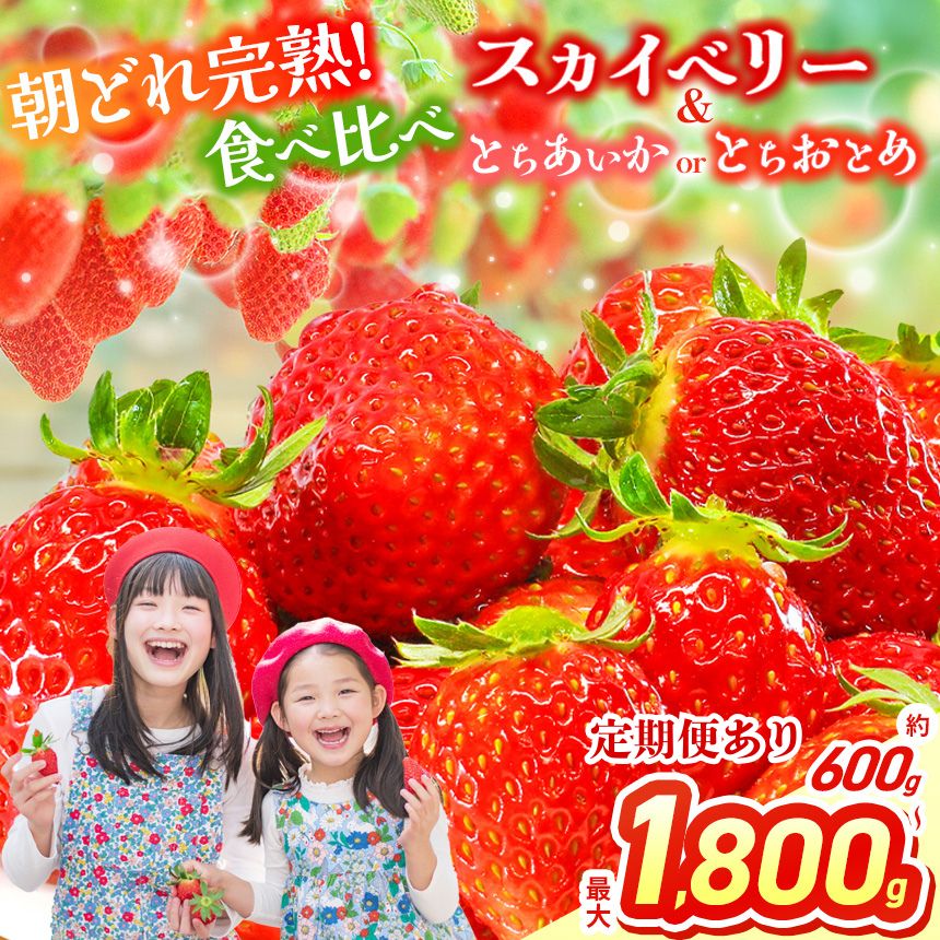 【ふるさと納税】【先行予約】スカイベリー＆とちあいか スカイベリー＆とちおとめ 食べ比べ 300g×2 2箱 3箱 | 果物 くだもの フルーツ 苺 イチゴ いちご とちあいか とちおとめ スカイベリー 食べ比べ 美味しい デザート 栃木県 那珂川町 送料無料 先行予約 選べる