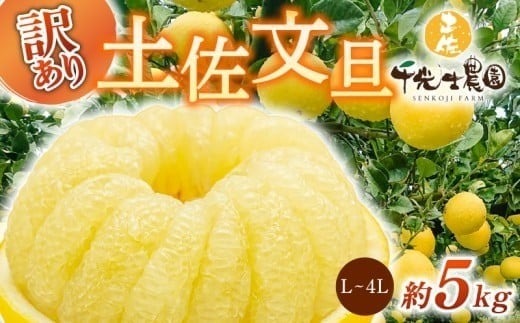 【先行予約受付】【R9年発送】 土佐文旦 L~4L 約5kg 訳あり フルーツ 柑橘 ぶんたん 特産品 高知県産 家庭用 果物 ジューシー 爽やか 酸味 甘み 芳香 2月 3月 4月 熟成 贈答用 ギフト 旬 季節限定 千光士農園 安芸市 高知県
