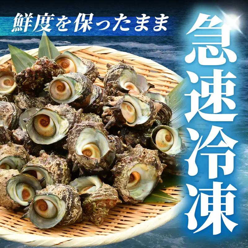 越前町産 天然 サザエ 1kg （500g×2袋）【サザエ 海鮮】 [e15-a065]