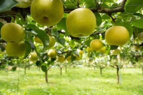 【先行予約】樹上完熟 二十世紀梨 5kg(10~18個)(2026年8月下旬~発送) BF00002