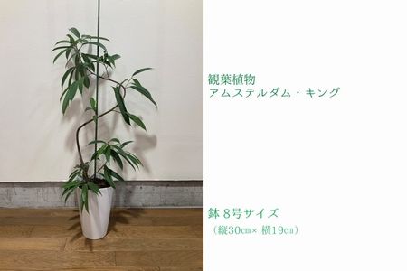 066-14 観葉植物 アムステルダム・キング 1鉢