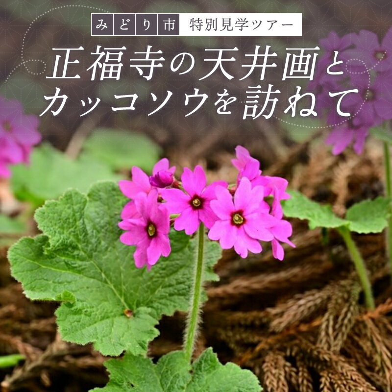 【ふるさと納税】【a150】正福寺の天井画とカッコソウを訪ねて