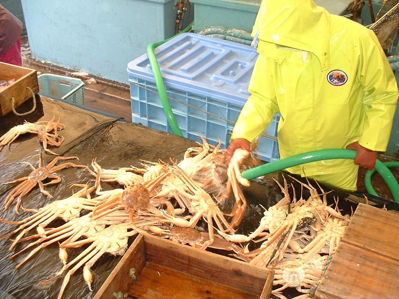 【魚倉】タグ付きボイル松葉ガニ(特特大1,100ｇ)