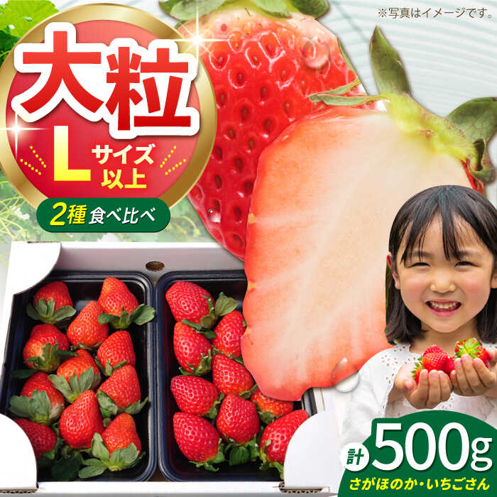 【ふるさと納税】【先行予約】【12〜4月発送】農園直送「いちごさん・さがほのか」500g（約250g×2パック）【花祭果実】 [HBN003] / 食品 フルーツ 果物 いちご 苺 佐賀 いちごさん さがほのか ブランド 送料無料 8000 8000円