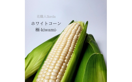 N176　ホワイトコーン極－Ｋｉｗａｍｉー（レギュラー）