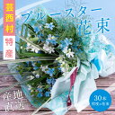 【ふるさと納税】 芸西村特産ブルースター花束（約30本程度の花束）故郷納税 2万円代／高知県芸西村産で世界一にも輝いたブルースター（ピュアブルー）を生産地よりお届け 花言葉は「幸福な愛」「信じあう心」大切な方への贈り物としても 10月中旬より発送予定