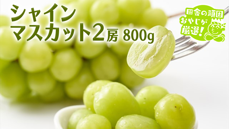 【2026年9月より発送開始】シャインマスカット 800g 2房 （茨城県共通返礼品 [ぶどう]：結城市産）田舎の頑固おやじが厳選！ マスカット 種なし  ギフト 高糖度 大粒 ぶどう 甘い 美味しい フルーツ [BI291-NT]