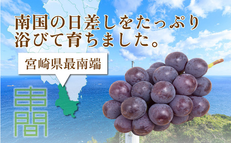 TNBP2 ＜先行予約・訳あり＞ 串間産ピオーネ　計1.0kg以上（2房）種なし【谷口農園】