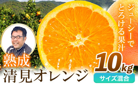 【先行予約】熟成清見オレンジ10kg どの坂果樹園《3月上旬-5月中旬頃出荷》 和歌山県 日高川町 清見オレンジ 旬 柑橘 フルーツ 果物 オレンジ 