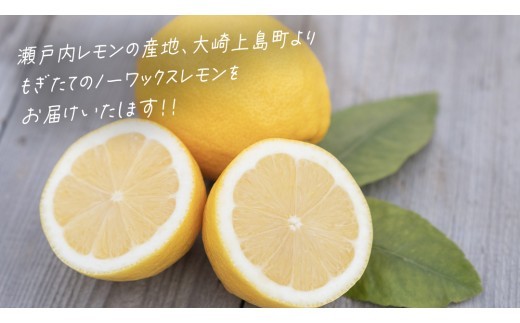 国産レモンの収穫は冬から春にかけて。旬を迎えたレモンから順次発送させていただきます。