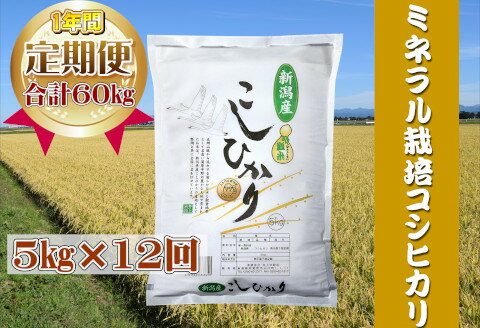 【ふるさと納税】【令和7年産】≪12回定期便≫ミネラル栽培コシヒカリ 5kg×12回 計60kg 白米 精米 井上米穀店