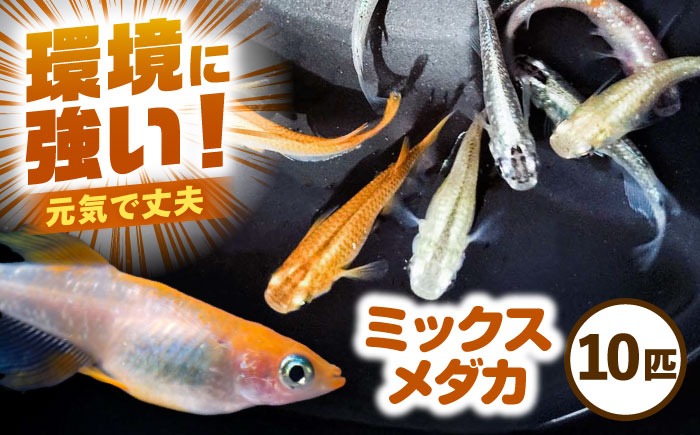 【配送不可地域：北海道・沖縄・離島】ミックスメダカ 10匹 愛西市 / 艶麗[AEDD006]