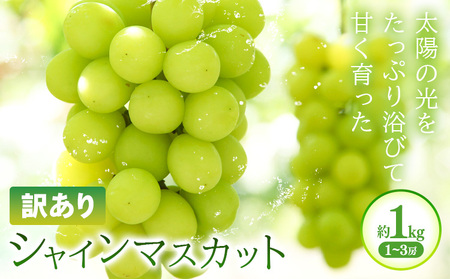訳あり シャインマスカット 約1kg(1~3房) 株式会社日本植生グループ本社 NISSHOKU FARM《9月下旬-12月末頃出荷》葡萄 ブドウ ぶどう 浅口市 【配送不可地域あり】 (離島)