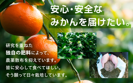 極甘みかん丸 5kg 定期便6回 温州 みかん