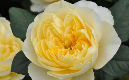 【先行受付】バラ鉢苗　ジャンヌ・ダルク【2026年4月下旬より発送】河本バラ園