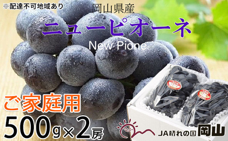 ぶどう 2026年 先行予約 ご家庭用 ニュー ピオーネ 約500g×2房 岡山県産 ピオーネ