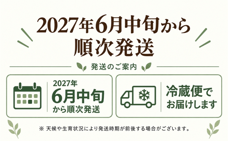【2027年 先行予約】もぎたて発送！山梨県産 ヤングコーン 50本【栄養たっぷりヒゲ付き！】 ||  炭野菜 野菜 とうもろこし 間伐材 炭 肥料 SDGs 炭香ファーム ヤングコーン
