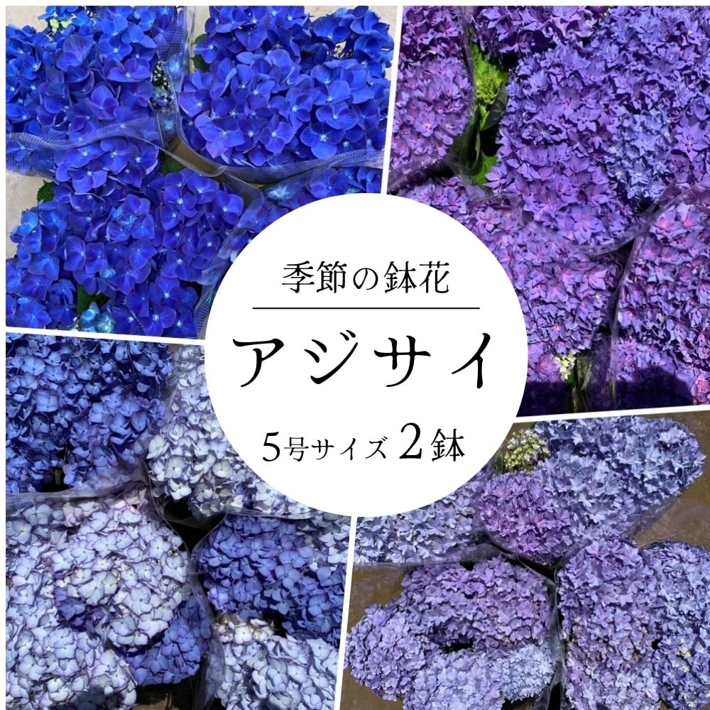 
            アジサイ 5号鉢 × 2鉢 ［ ブルー系 ］2026年シーズン 先行予約 あじさい 紫陽花 5寸サイズ 母の日 ガーデニング フラワーガーデン斉藤 花農家直送 千葉県八街市
          