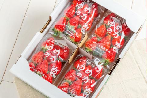 ※廃番※CE178 長崎県知事賞受賞【厳選いちご】「ゆめのか（2L～3L）」260g×4パック＜1～4月にお届け＞