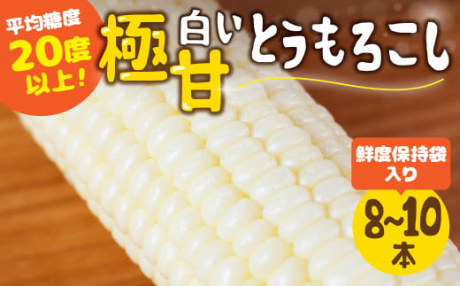 【夏採れお届け】 平均糖度20度以上 白い極甘とうもろこし 8～10本 鮮度保持袋入り 