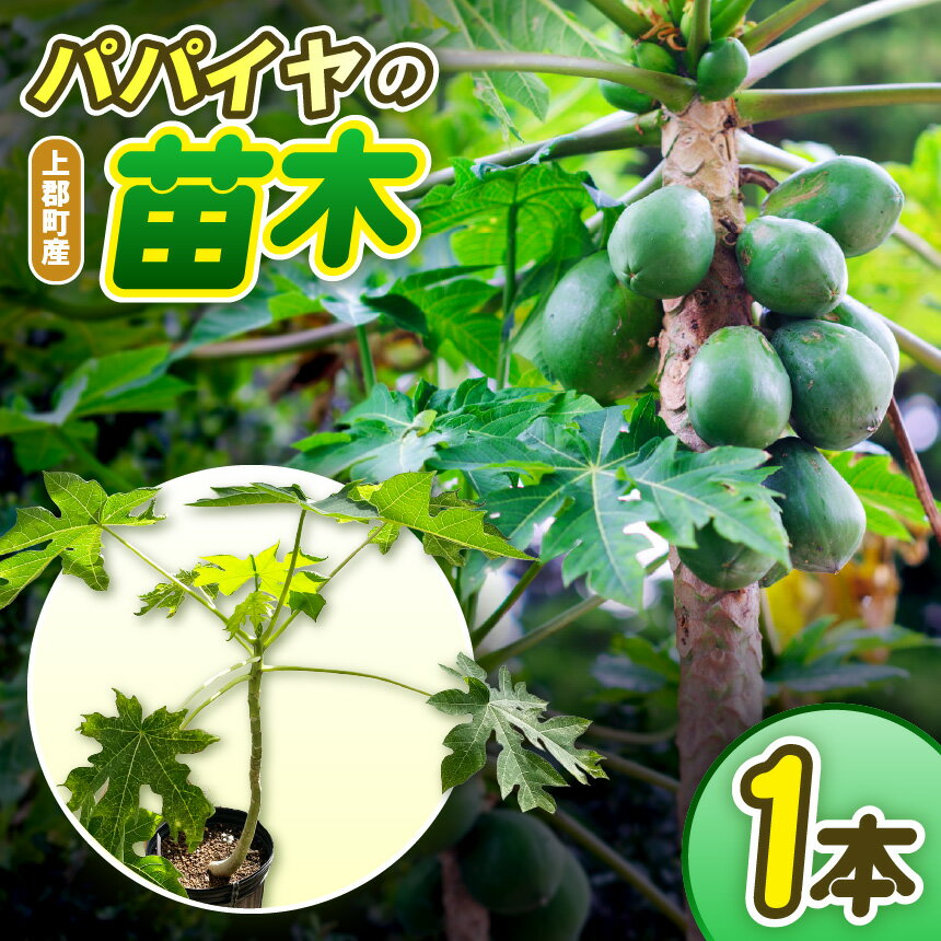 【ふるさと納税】上郡町産 パパイヤの苗木 | パパイヤ 苗木 トロピカル 南国 フルーツ 果物 果実 果樹 鉢植え 家庭菜園 育てやすい 初心者向け 緑 庭 ベランダ 彩り 花 フラワー サラダ 炒め物 煮物 ヘルシー 健康 食材 濃厚 完熟 甘い おいしい とろける 兵庫県 上郡町