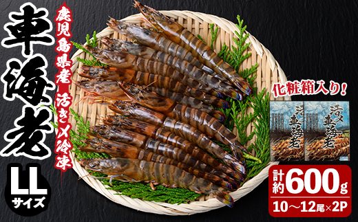 n430 鹿児島県産！活き〆冷凍車海老(LLサイズ・計約600g) 化粧箱入り！ くるまえび 海老 海鮮 海産物 国産 九州産 急速冷凍 ギフト 車海老 真空パック 養殖 冷凍 【車海老日本株式会社】