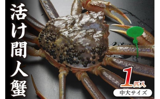 京丹後市産 活け間人蟹【厳選】中大サイズtaizakani800　カニ かに 蟹 松葉ガニ 間人蟹 活け間人蟹 天然 厳選 活ズワイガニ 焼きガニ カニ刺し  生きたまま 蟹すき鍋 冷蔵 間人がに 間人かに 活かに 生かに たいざがに ブランド蟹 タグ付き 間人ガニ 京都府　SS00108
