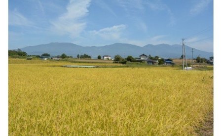 【寄附額改訂↓】令和8年新米予約【6回定期便】八重原米6kg（2kg×3袋）合計 36kg 白米　※2026年10月以降順次発送｜笹屋農園「農薬削減長野県認証取得」コシヒカリ 特A米  先行予約 お米