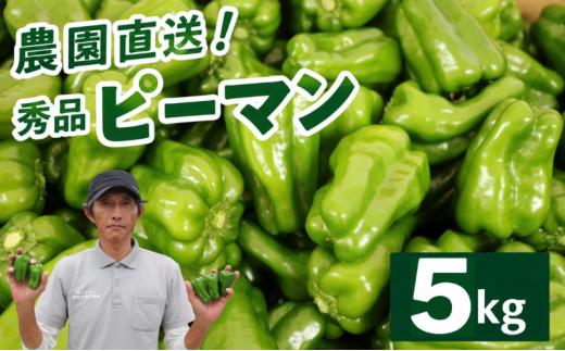 秀品 ピーマン 5kg |  国産 野菜 やさい 新鮮野菜 旬 産地直送 農園直送 お取り寄せ おかず 食品 食材 炒め物 肉詰め サラダ 天ぷら BBQ バーベキュー お弁当 大容量 高知県 南国市