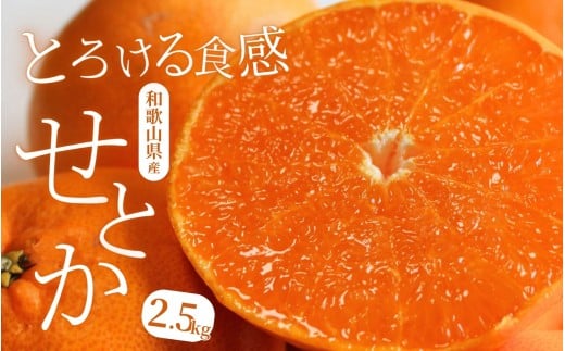 【先行予約】 柑橘の大トロ せとか とろける食感 ジューシー柑橘 約2.5kg  ※2026年2月上旬頃～2026年2月下旬頃順次発送予定 / みかん 蜜柑 柑橘 オレンジ 果物 フルーツ 国産 和歌山 有田みかん【uot789A】