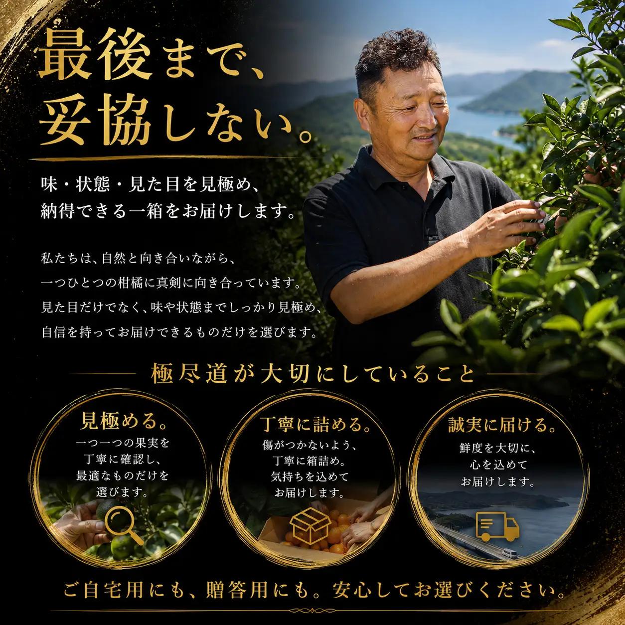 【先行受付】【愛媛名産】玉宝ニューサマーオレンジ　10kg【H64-39】【1510857】 YWTY028