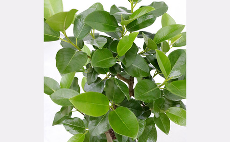 『沖縄の観葉植物』人気のフィカス フランスゴム6号 ラスターポット