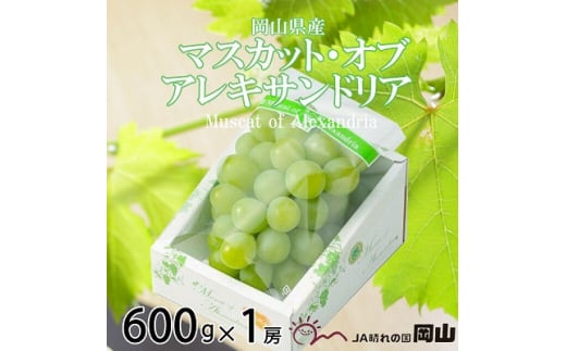 先行受付＜2025年8月下旬より発送＞岡山県産　マスカット・オブ・アレキサンドリア　600g×1房 TY0-0569