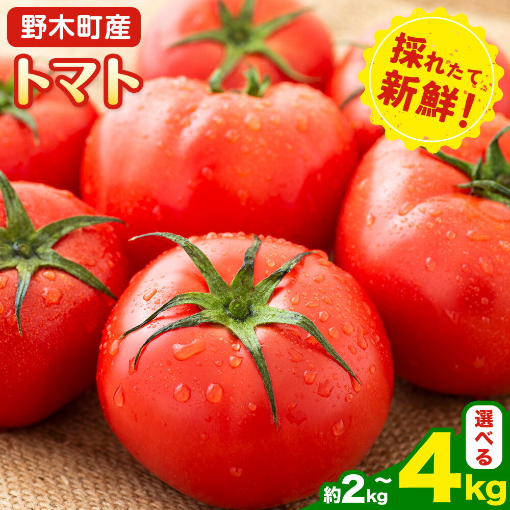 【ふるさと納税】トマト 約2kg 小箱 約4kg 大箱 栃木県 野木町産 矢畑むらづくり組合 《10月上旬-6月下旬頃出荷》栃木県 野木町 トマト 野菜 新鮮