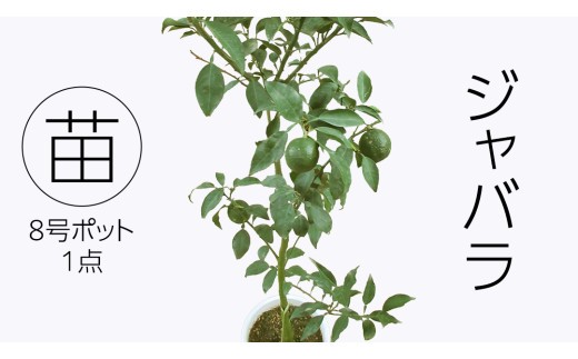 
                  ジャバラの苗 8号ポット 1点 家庭 で 園芸 鉢植え 苗 庭木 果樹 ガーデニング 植物 確実園
                