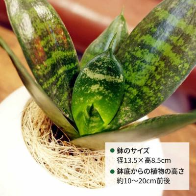 ふるさと納税 糸島市 『サンセベリア・グリーンハニー』糸島市/cocoha[AWB033] |  | 01