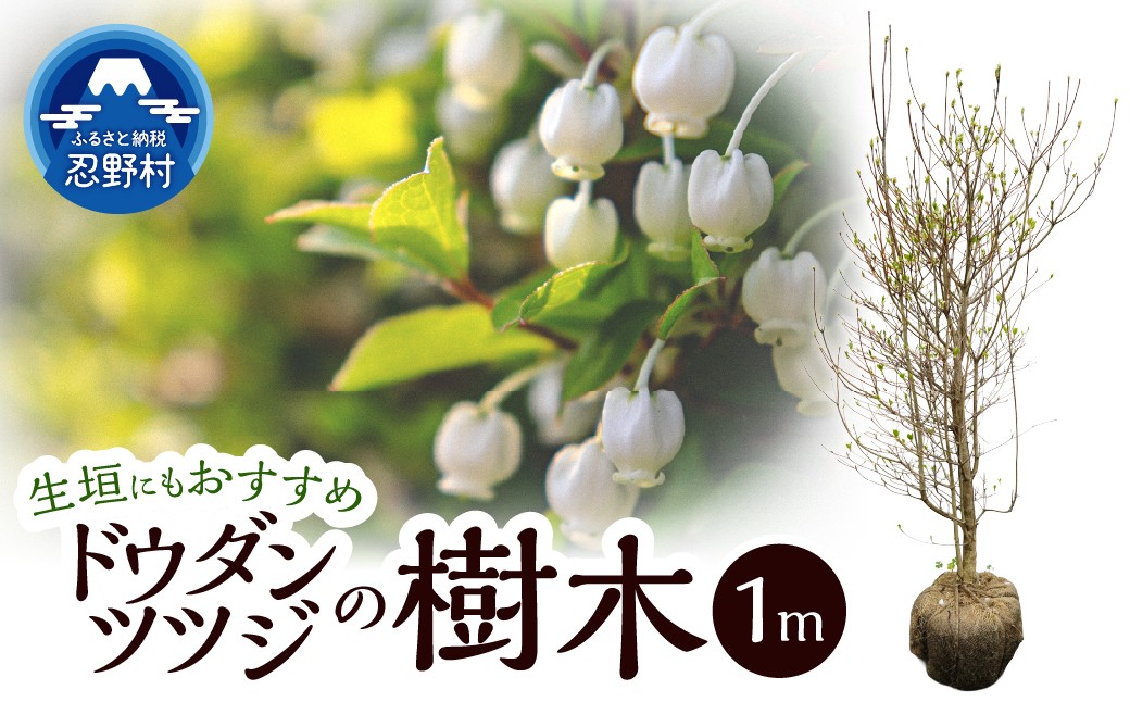 
                  植木　ドウダンツツジ　1ｍ
                